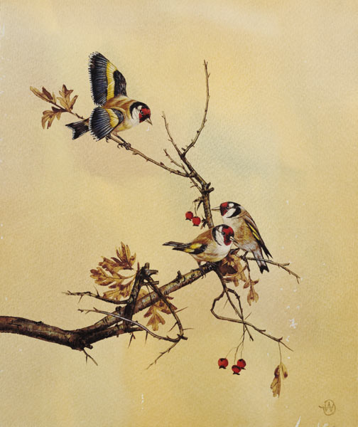 Goldfinches van English School