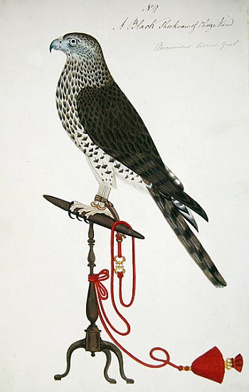 Indian Sparrow-Hawk van English School