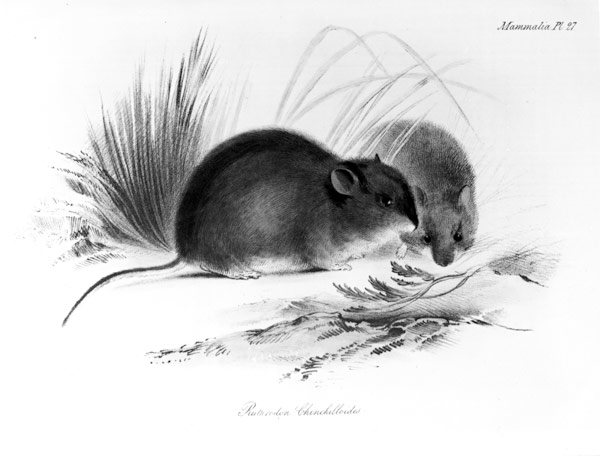 Mouse, Tierra del Fuego, South America c.1832-36 van English School