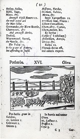 Plant Husbandry from ''Orbis sensualism pictus'' Johann Amos Comenius, published c.1689 van English School