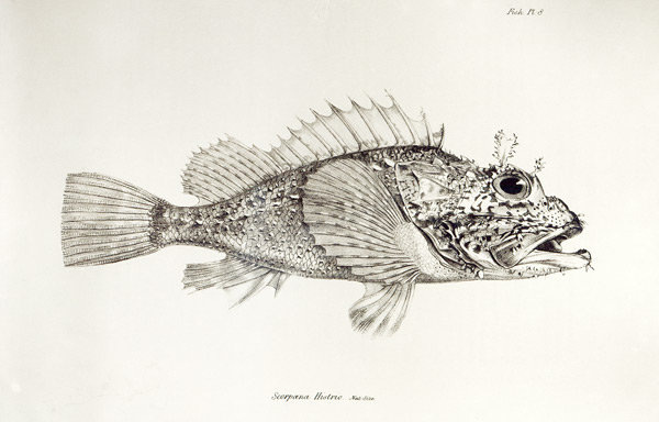 Scorpion Fish, plate 8 from ''The Zoology of the Voyage of H.M.S Beagle, 1832-36'' Charles Darwin van English School