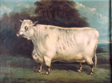 A shorthorn cow van English School