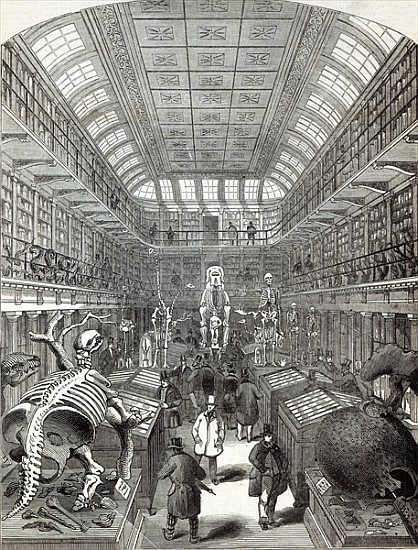 The Hunterian Museum, at the Royal College of Surgeons, from ''The Illustrated London News'', 4th Oc van English School