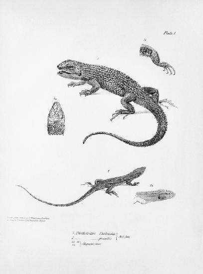 Shingled Iguana, illustration from ''The Zoology of the Voyage of H.M.S Beagle, 1832-36'' Charles Da
