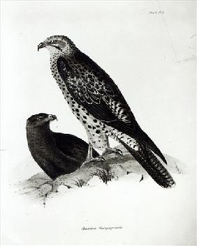 Birds of Prey, plate 2 from ''The Zoology of the Voyage of H.M.S Beagle, 1832-36'' Charles Darwin
