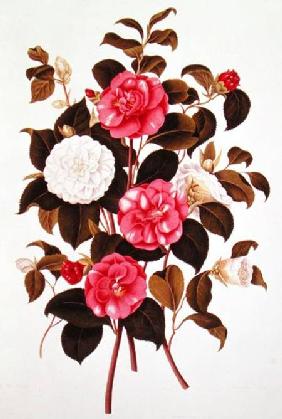 Camellia (double white and striped) from "A Monograph on the Genus of the Camellia"
