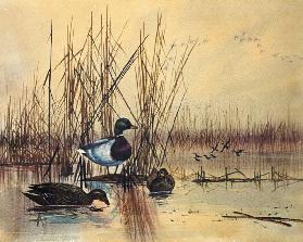 Mallard Ducks in a Lake