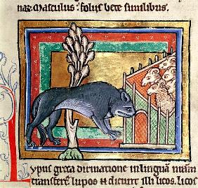 MS Roy 12 C XIX fol.19 A wolf outside a sheep fold, from a bestiary or moralised history, Durham (12
