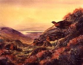 Red Grouse in Moorland