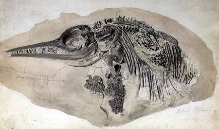 Young Ichthyosaurus from Lyme Regis van English School