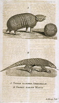 Three Banded Armadillo and Short Tailed Manis, from 'The Gentleman's Magazine', published c.1773, en van English School, (18th century)