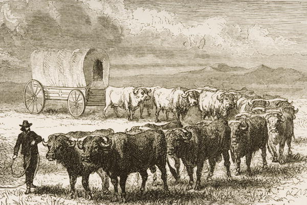A Bullock Wagon Crossing the Great Plains between St. Louis and Denver, c.1870, from 'American Pictu van English School, (19th century)