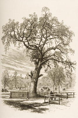 Liberty Tree, Boston Common, in c.1870, from 'American Pictures' published by the Religious Tract So van English School, (19th century)