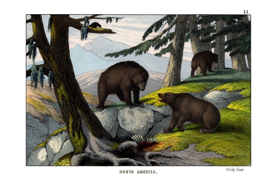 Grizzly bear van English School, (19th century)