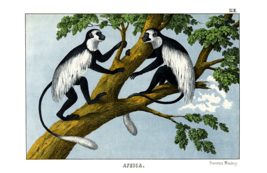 Guereza Monkey van English School, (19th century)