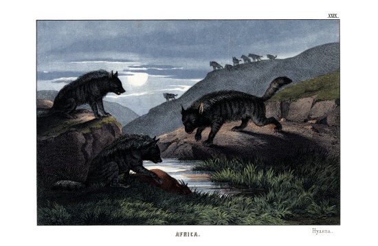 Hyena van English School, (19th century)