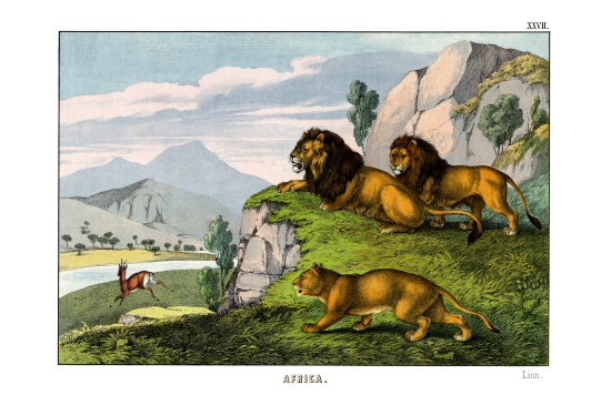 Lion van English School, (19th century)