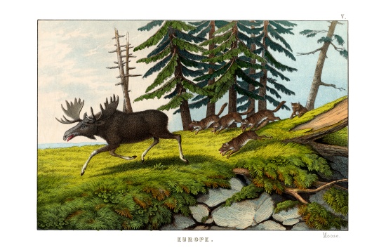 Moose-deer van English School, (19th century)