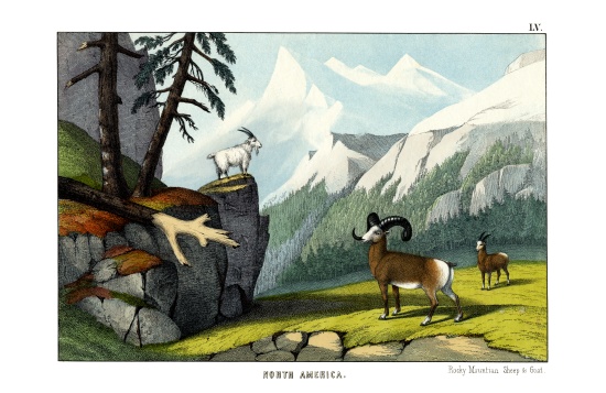 Rocky Mountain Sheep van English School, (19th century)
