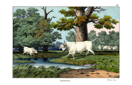 Wild Cattle of Britain van English School, (19th century)