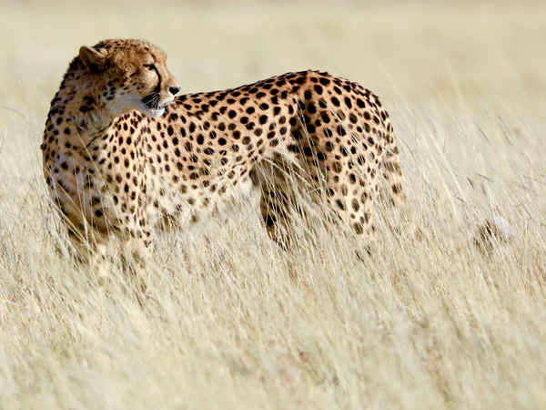 Cheetah, Etosha van Eric Meyer