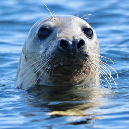 Young Grey Seal, Westcove