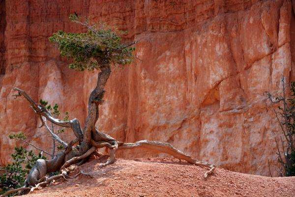 Baum im Bryce Canyon van Erich Teister