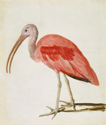 Portrait of a Scarlet Ibis Bird van European School