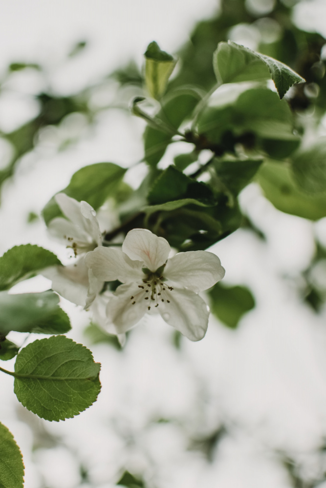 Spring Series - Apple Blossoms in the Rain 10/12 van Eva Bronzini
