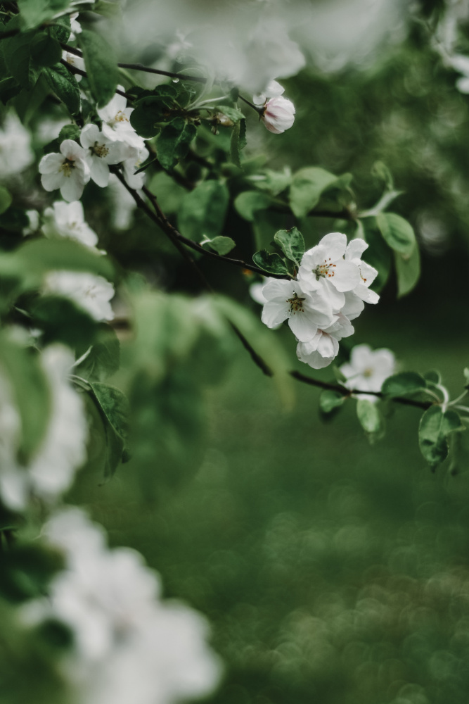 Spring Series - Apple Blossoms in the Rain 6/12 van Eva Bronzini