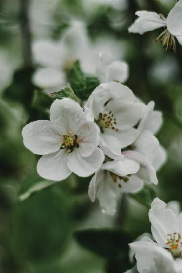 Spring Series - Apple Blossoms in the Rain 8/12