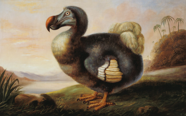 Study of a Dodo van F Hart