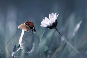 The story of the lady bug that tries to convice the mushroom to have a date with the beautiful daisy