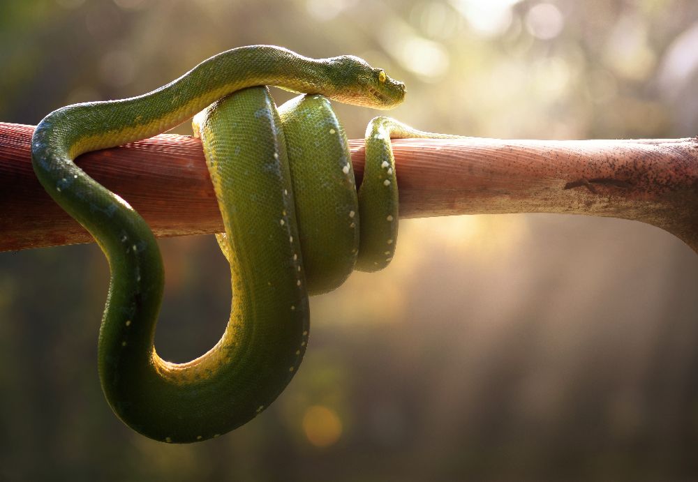 Tree Snake van Fahmi Bhs