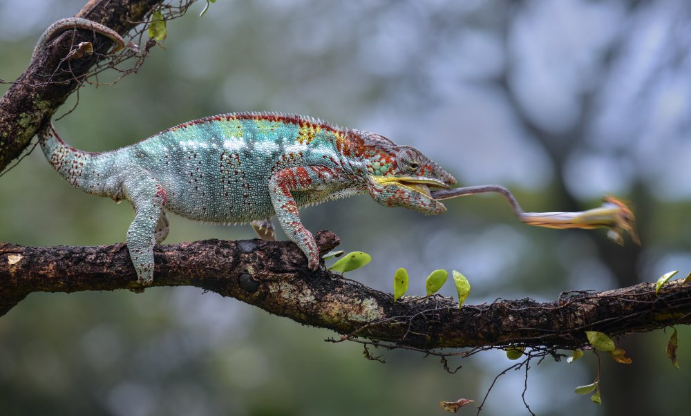 Chameleon van Fahmi Bhs