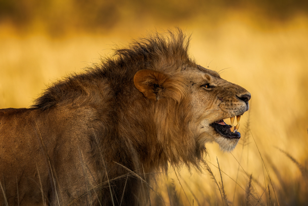 The angry Lion van Faisal ALnomas