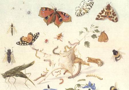 Study of Insects, Flowers and Fruits van Ferdinand van Kessel