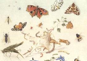 Study of Insects, Flowers and Fruits