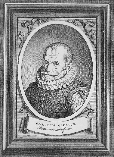 Carolus Clusius van Flemish School