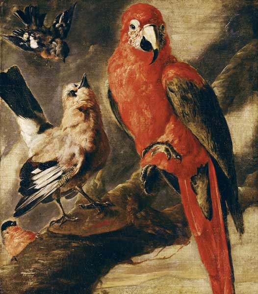 Macaw and Bullfinch van Flemish School