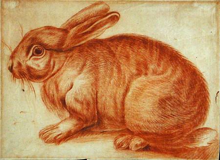 A Rabbit van Flemish School