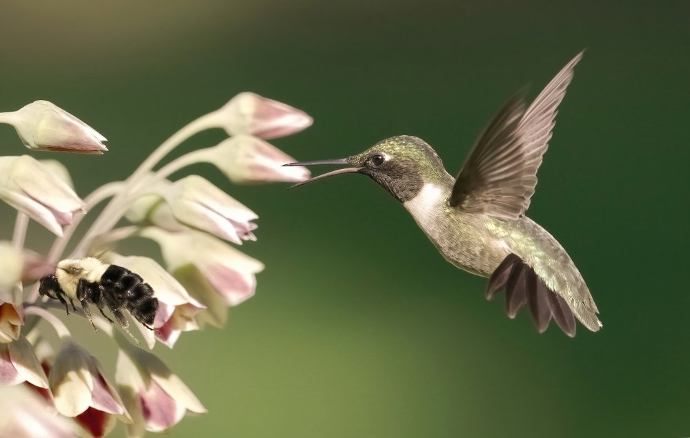 hummingbird in action van Flora Rao