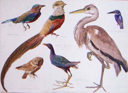Studies of Birds from the Bootle Museum, Liverpool van Florence Emily Bark