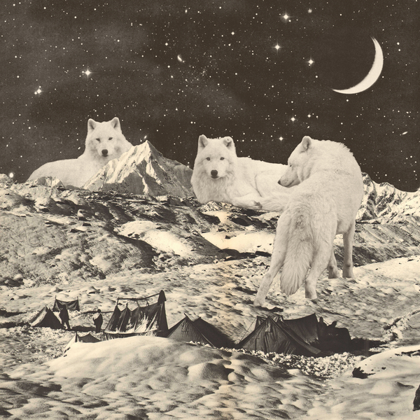 Three Giant White Wolves on Mountains van Florent Bodart