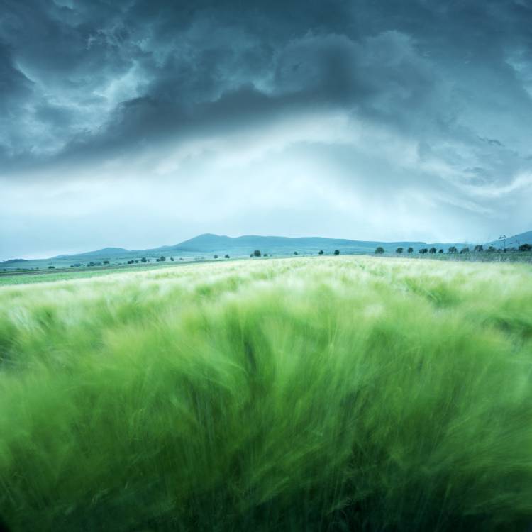 Barley Field van Floriana Barbu