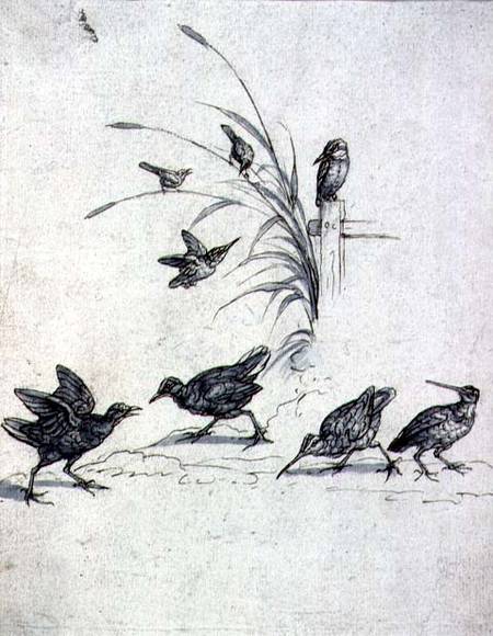 Kingfishers, Curlew and other Birds van Francis Barlow