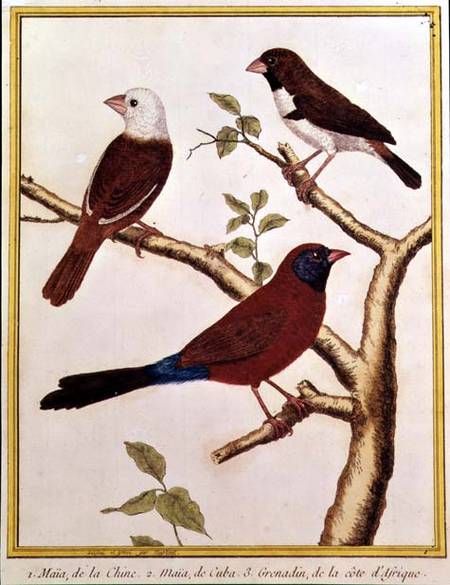White-headed Munia, Double Coloured Seed Eater and Violet Eared Waxbill van Francois Nicolas Martinet