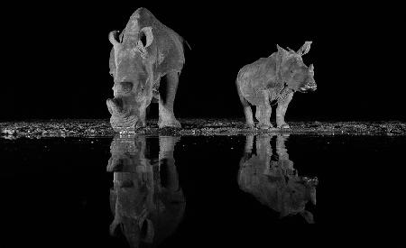 Rhinos drinking at night