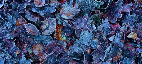 Frosty Leaves van FRANK DERNBACH