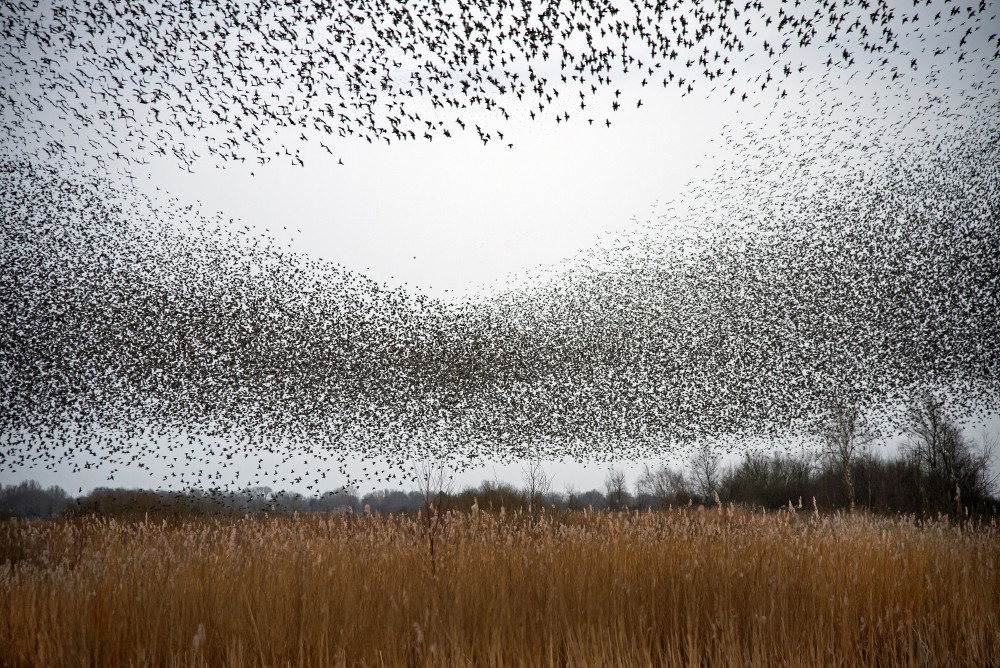 Flock of starlings van Franke de Jong
